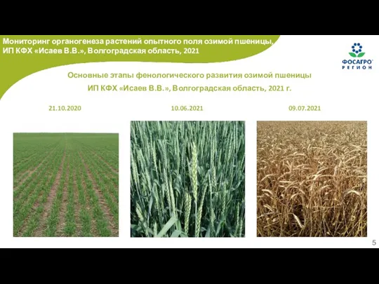 Основные этапы фенологического развития озимой пшеницы ИП КФХ «Исаев В.В.», Волгоградская область,