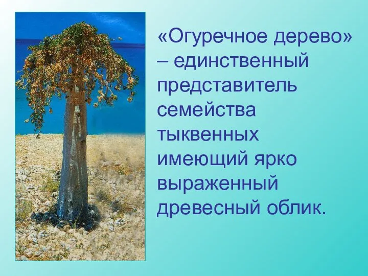 «Огуречное дерево» – единственный представитель семейства тыквенных имеющий ярко выраженный древесный облик.