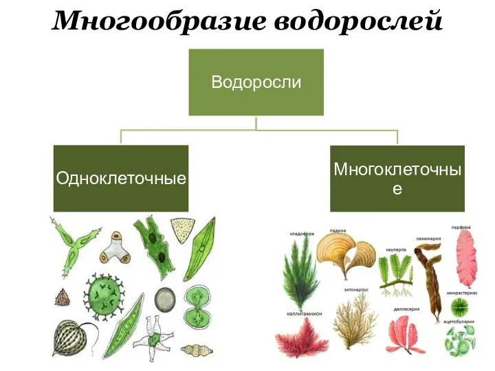 Многообразие водорослей