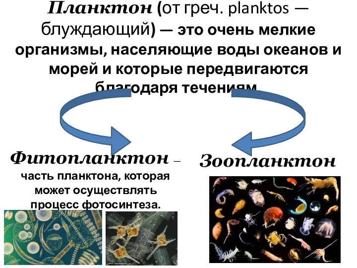 Планктон (от греч. planktos — блуждающий) — это очень мелкие организмы, населяющие