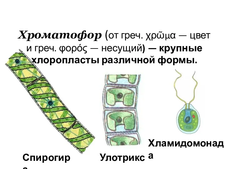 Хроматофор (от греч. χρῶμα — цвет и греч. φορός — несущий) —