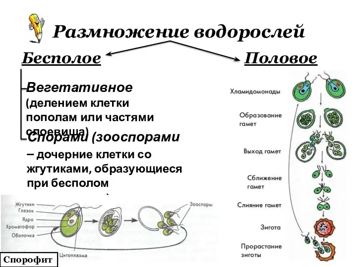 Размножение водорослей Бесполое Вегетативное (делением клетки пополам или частями слоевища) Спорами (зооспорами