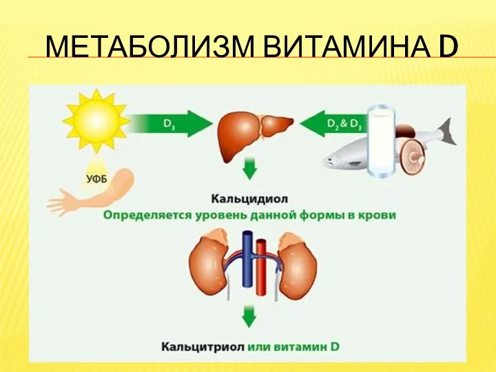 МЕТАБОЛИЗМ ВИТАМИНА D