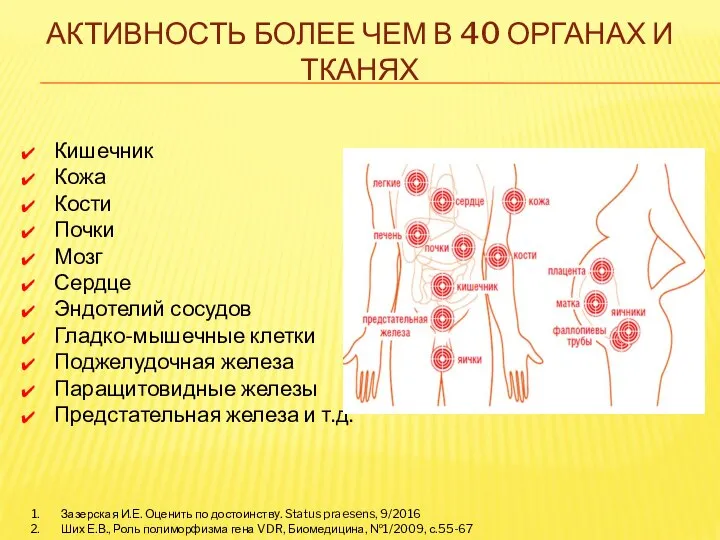 АКТИВНОСТЬ БОЛЕЕ ЧЕМ В 40 ОРГАНАХ И ТКАНЯХ Кишечник Кожа Кости Почки