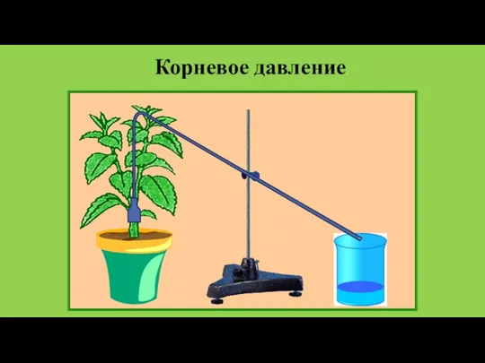 Корневое давление