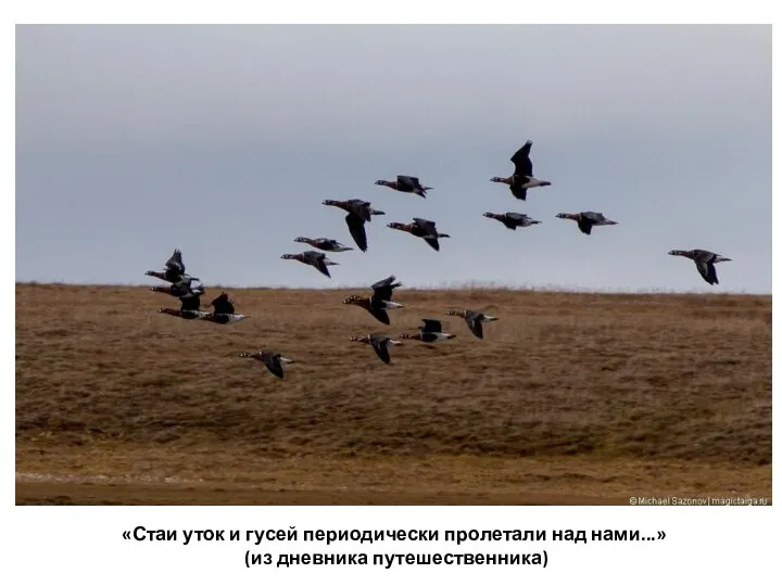 «Стаи уток и гусей периодически пролетали над нами...» (из дневника путешественника)