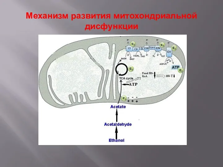 Механизм развития митохондриальной дисфункции