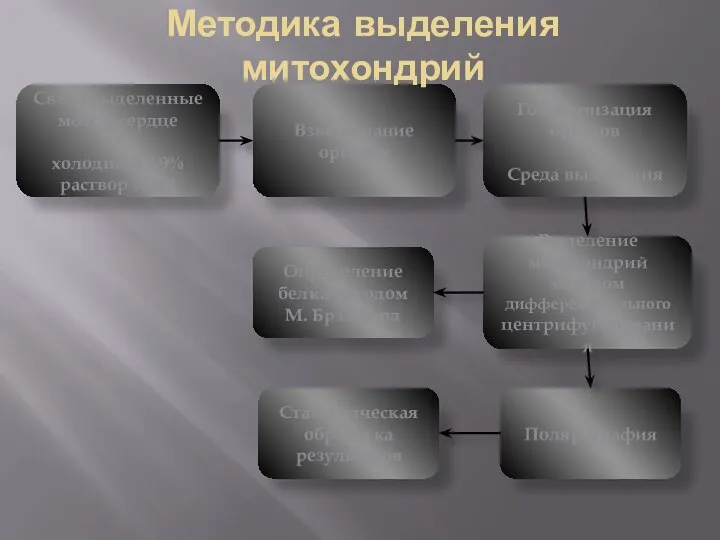 Свежевыделенные мозг и сердце + холодный 0,9% раствор NaCl Взвешивание органов Гомогенизация