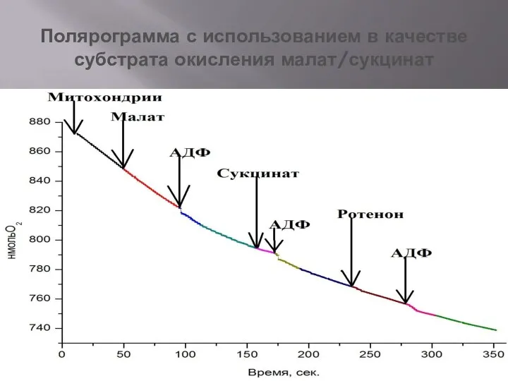 Полярограмма с использованием в качестве субстрата окисления малат/сукцинат