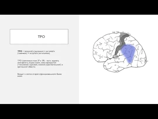 TPO TPO = temporalis (височная) + parientalis (теменная) + occipitalis (затылочная). ТРО