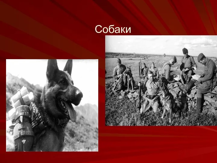 Собаки