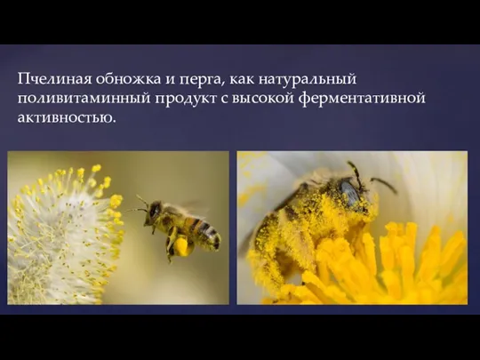 Пчелиная обножка и перга, как натуральный поливитаминный продукт с высокой ферментативной активностью.