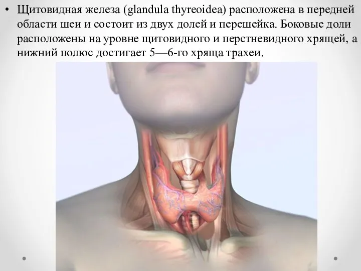 Щитовидная железа (glandula thyreoidea) расположена в передней области шеи и состоит из