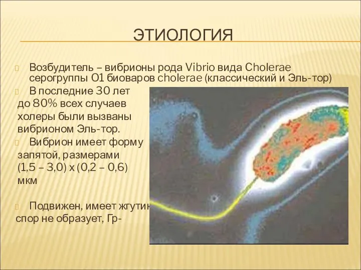 Возбудитель – вибрионы рода Vibrio вида Cholerae серогруппы O1 биоваров cholerae (классический