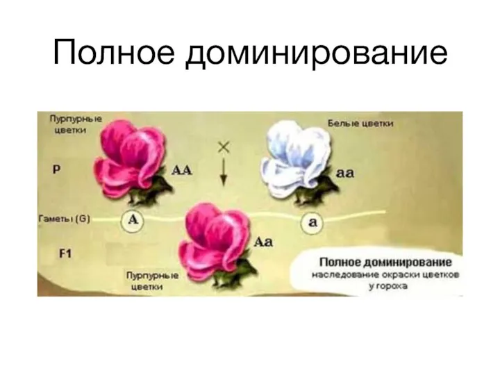 Полное доминирование