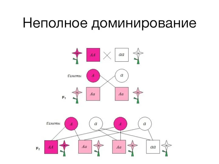 Неполное доминирование