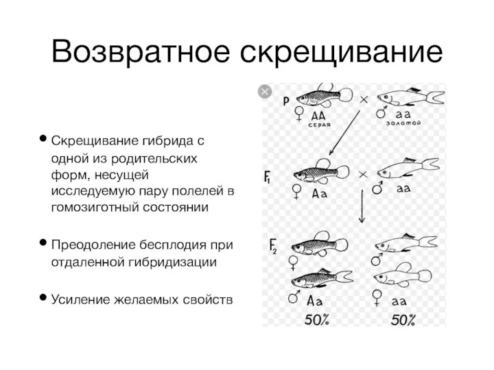 Возвратное скрещивание Скрещивание гибрида с одной из родительских форм, несущей исследуемую пару