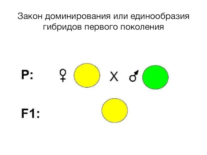 Закон доминирования или единообразия гибридов первого поколения