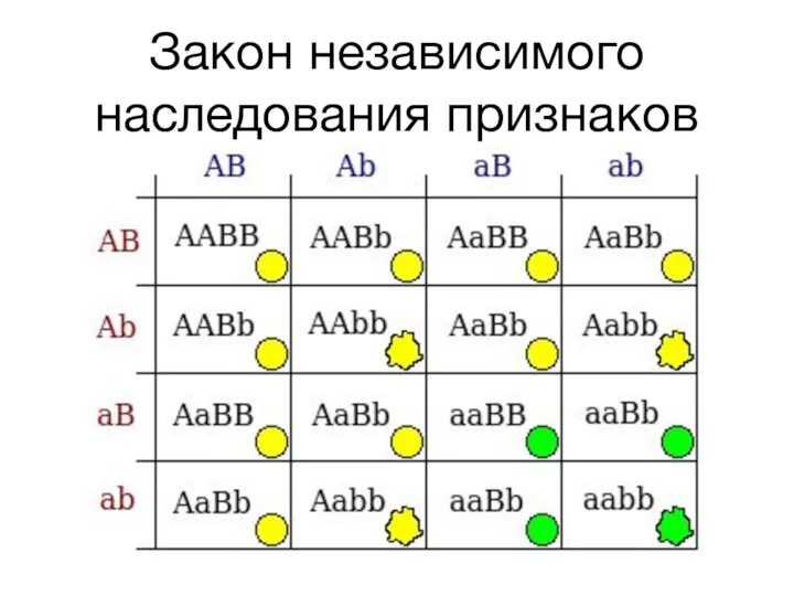 Закон независимого наследования признаков