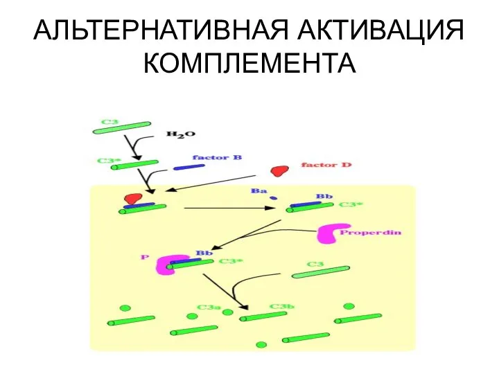 АЛЬТЕРНАТИВНАЯ АКТИВАЦИЯ КОМПЛЕМЕНТА