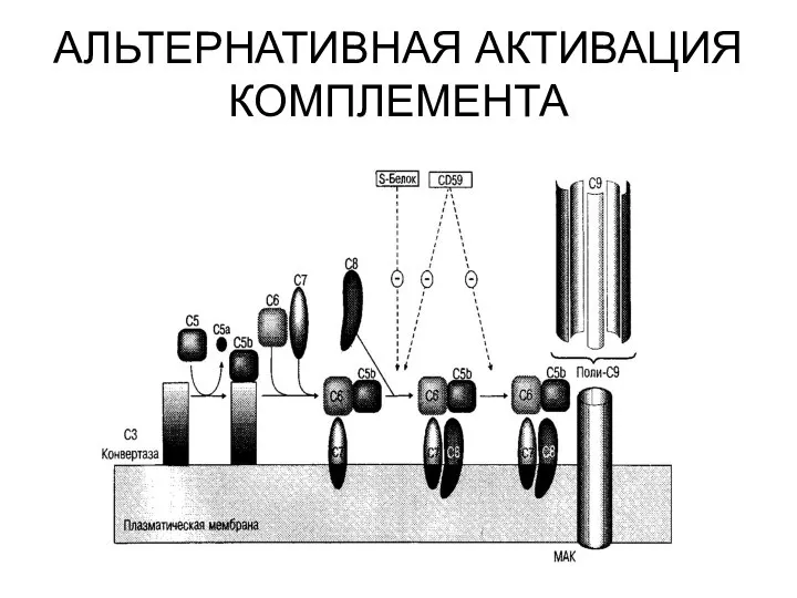 АЛЬТЕРНАТИВНАЯ АКТИВАЦИЯ КОМПЛЕМЕНТА