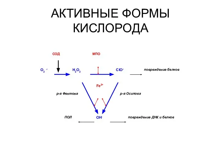 АКТИВНЫЕ ФОРМЫ КИСЛОРОДА повреждение ДНК и белков повреждение белков МПО СОД