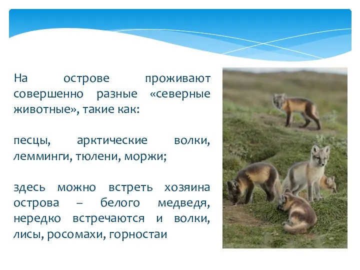 На острове проживают совершенно разные «северные животные», такие как: песцы, арктические волки,