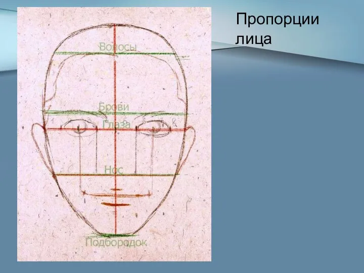 Пропорции лица