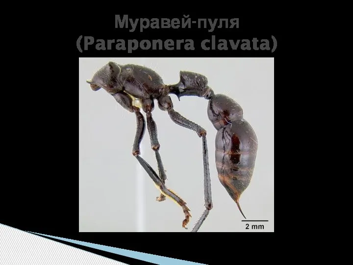 Муравей-пуля (Paraponera clavata)