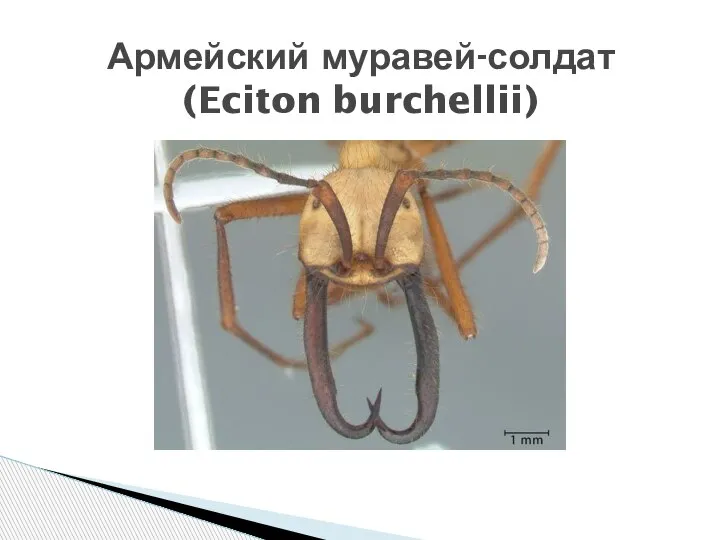 Армейский муравей-солдат (Eciton burchellii)