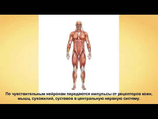 По чувствительным нейронам передаются импульсы от рецепторов кожи, мышц, сухожилий, суставов в центральную нервную систему.