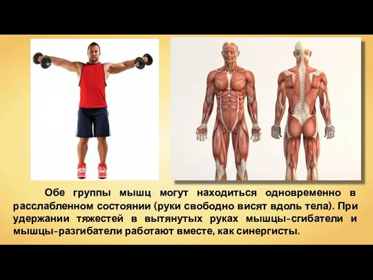 Обе группы мышц могут находиться одновременно в расслабленном состоянии (руки свободно висят