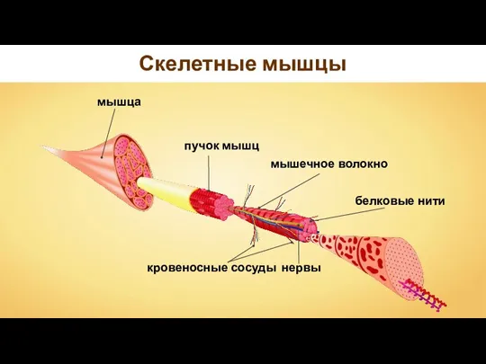 Скелетные мышцы