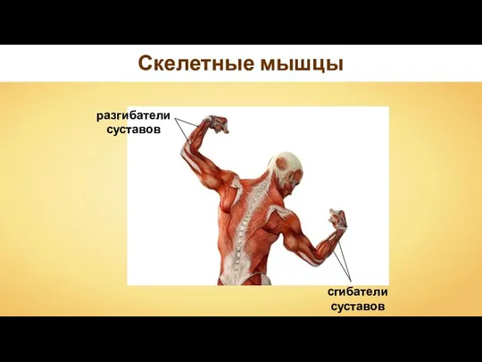 Скелетные мышцы
