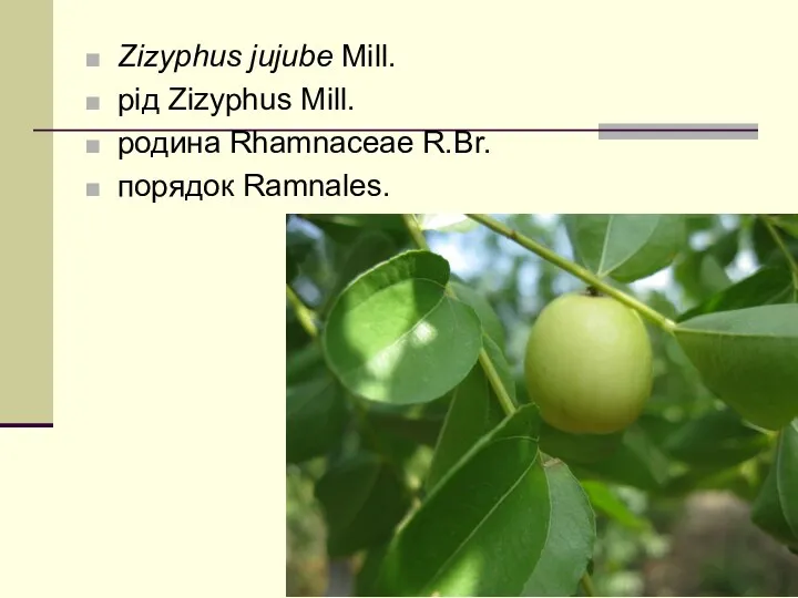 Zizyphus jujube Mill. рід Zizyphus Mill. родина Rhamnaceae R.Br. порядок Ramnales.