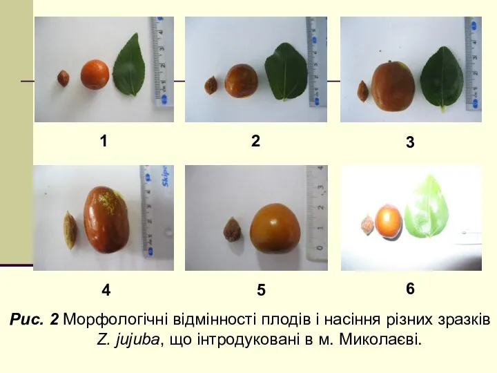 Рис. 2 Морфологічні відмінності плодів і насіння різних зразків Z. jujuba, що