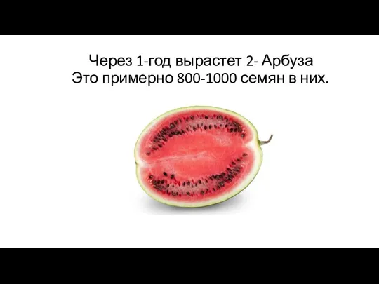 Через 1-год вырастет 2- Арбуза Это примерно 800-1000 семян в них.