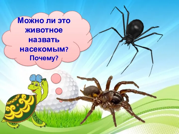 Можно ли это животное назвать насекомым? Почему?