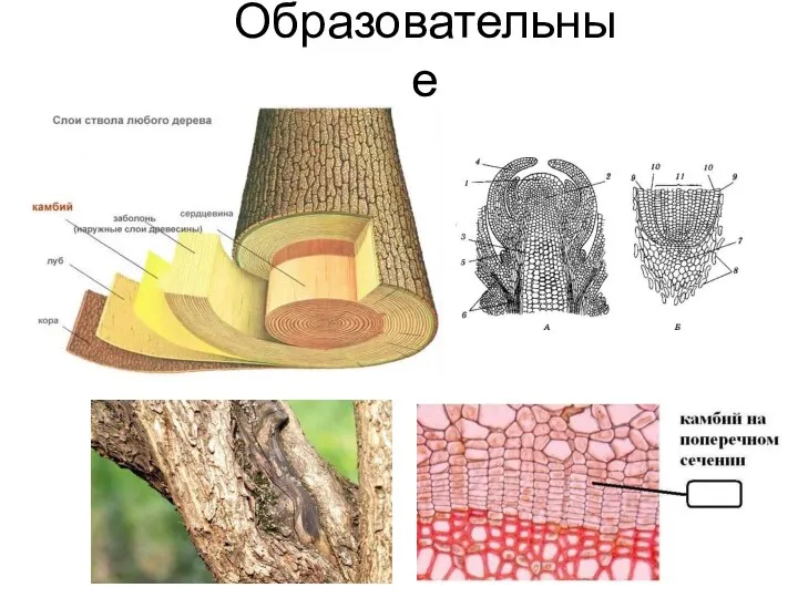 Образовательные