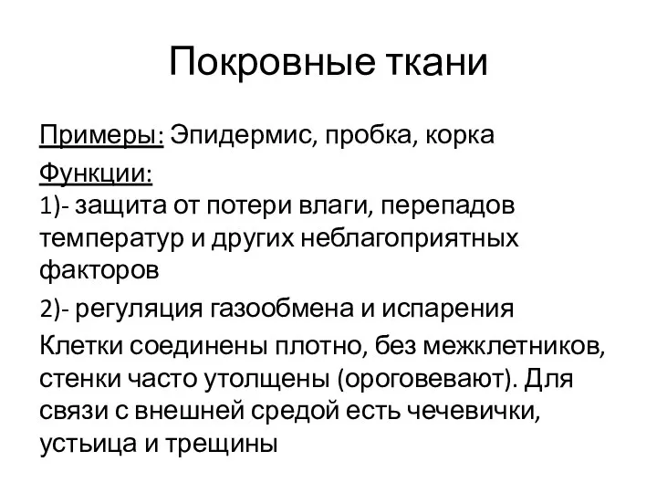 Покровные ткани Примеры: Эпидермис, пробка, корка Функции: 1)- защита от потери влаги,