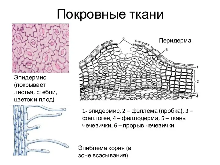 Покровные ткани Эпидермис (покрывает листья, стебли, цветок и плод) Эпиблема корня (в