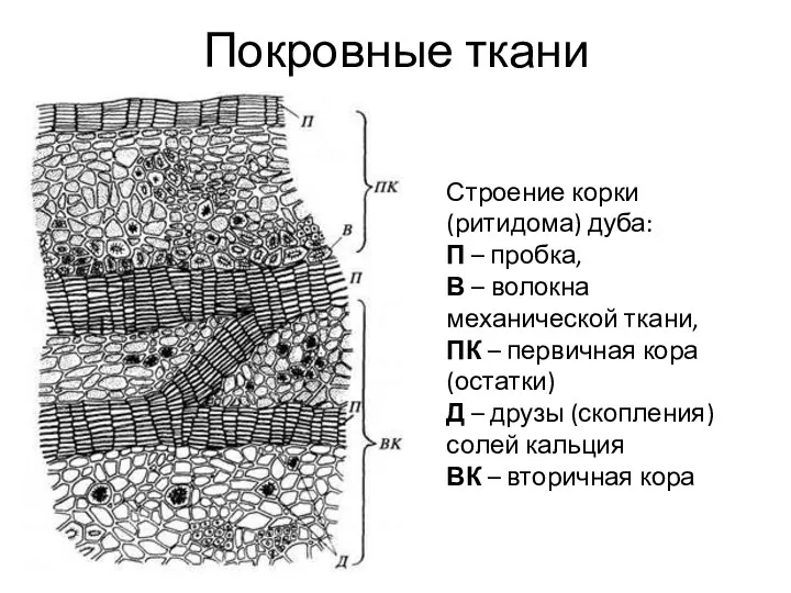 Покровные ткани Строение корки (ритидома) дуба: П – пробка, В – волокна