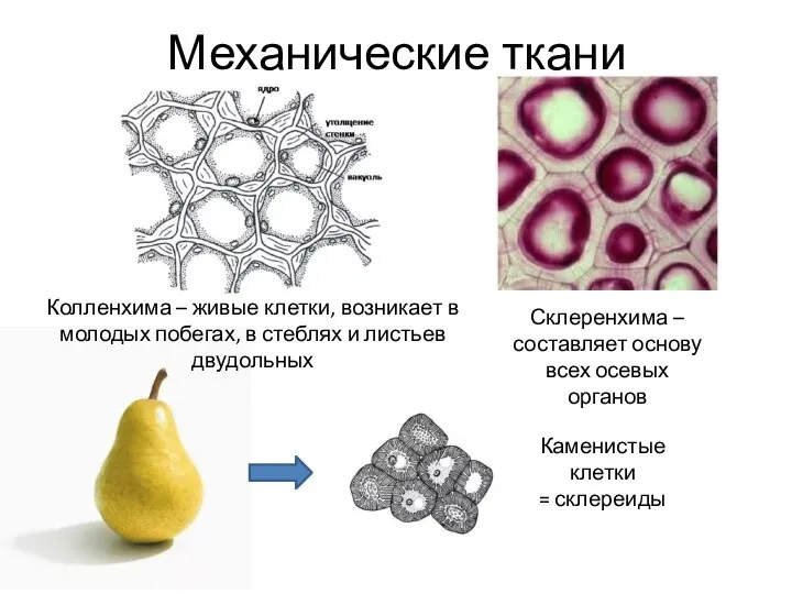 Механические ткани Колленхима – живые клетки, возникает в молодых побегах, в стеблях