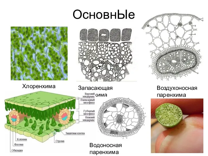 ОсновнЫе Хлоренхима Запасающая паренхима Воздухоносная паренхима Водоносная паренхима