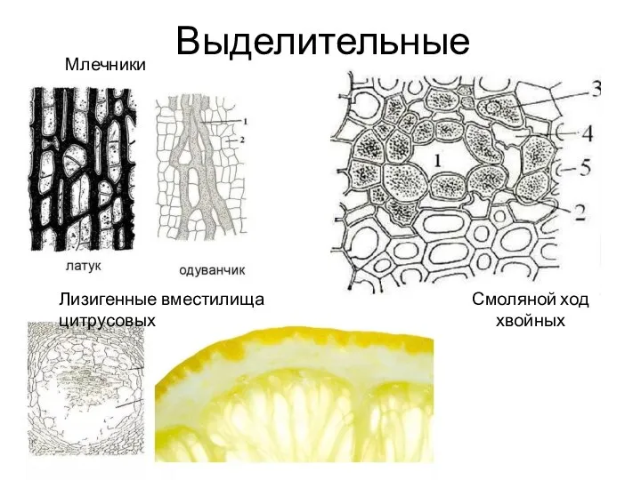 Выделительные Млечники Лизигенные вместилища цитрусовых Смоляной ход хвойных