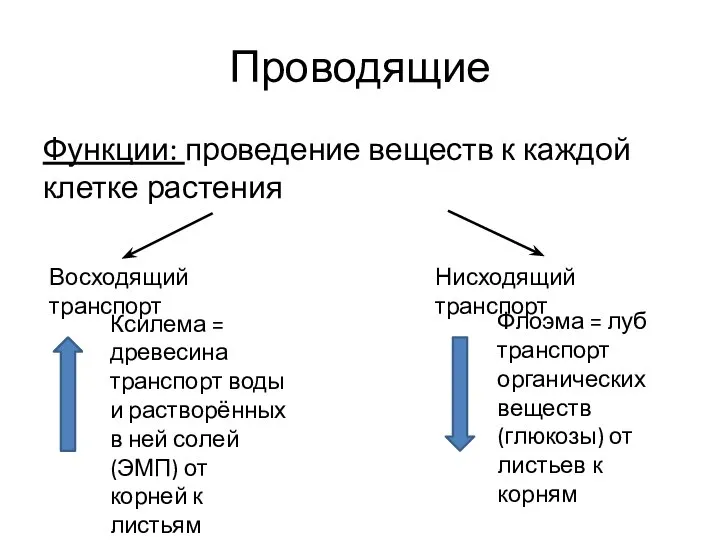 Проводящие Функции: проведение веществ к каждой клетке растения Восходящий транспорт Нисходящий транспорт