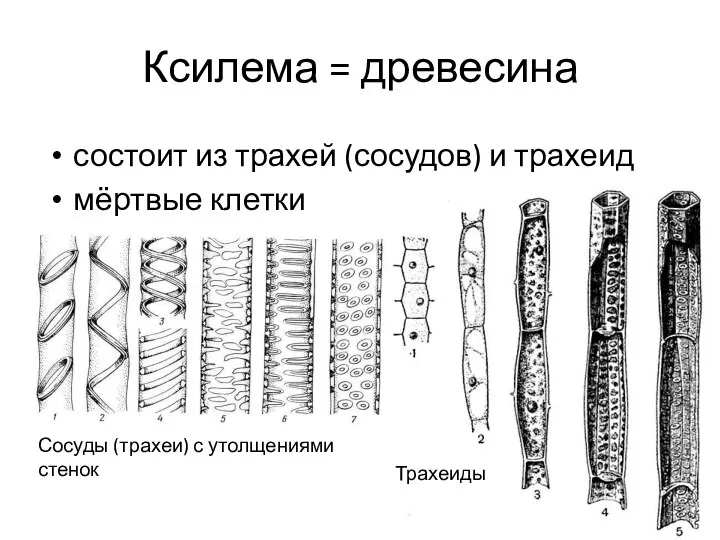 Ксилема = древесина состоит из трахей (сосудов) и трахеид мёртвые клетки Сосуды