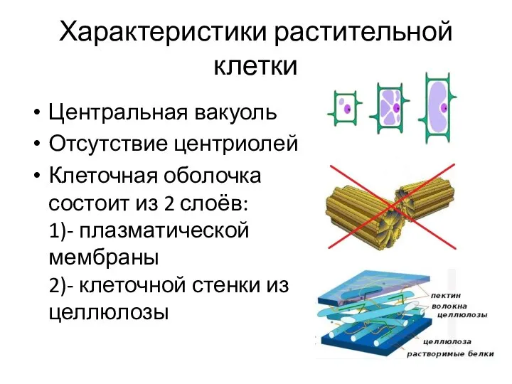 Центральная вакуоль Отсутствие центриолей Клеточная оболочка состоит из 2 слоёв: 1)- плазматической