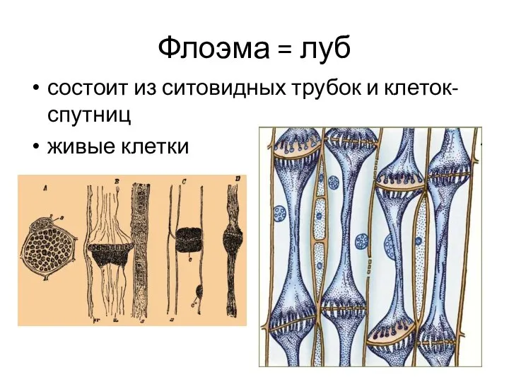 состоит из ситовидных трубок и клеток-спутниц живые клетки Флоэма = луб