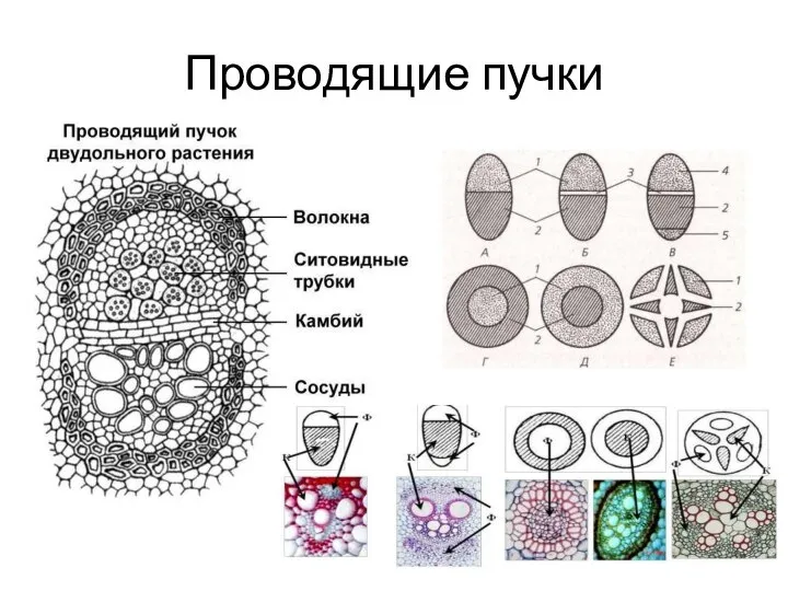 Проводящие пучки